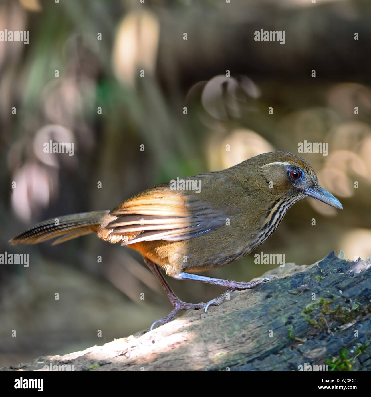 Spot-breasted Laughingthrush (Stactocichia merulina), uncommon species of Laughingthrush bird, side profile, taken in Thailand Stock Photo