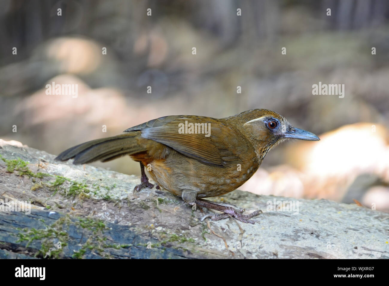 Spot-breasted Laughingthrush (Stactocichia merulina), uncommon species of Laughingthrush bird, back profile, taken in Thailand Stock Photo