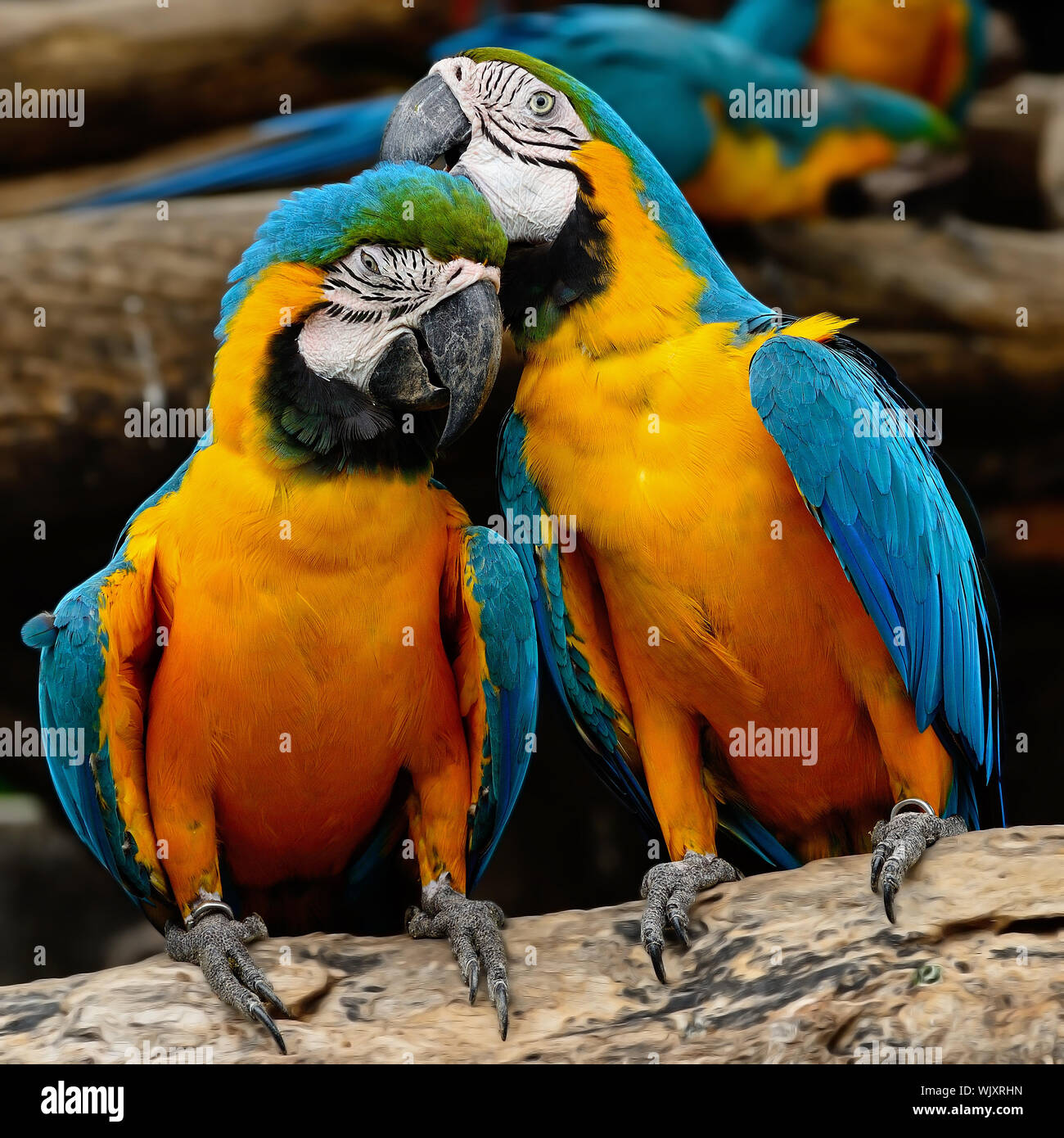 Macaw Colorful Aviary Reference: Colorful Blue And Gold Macaw Aviary Sitting On The Log