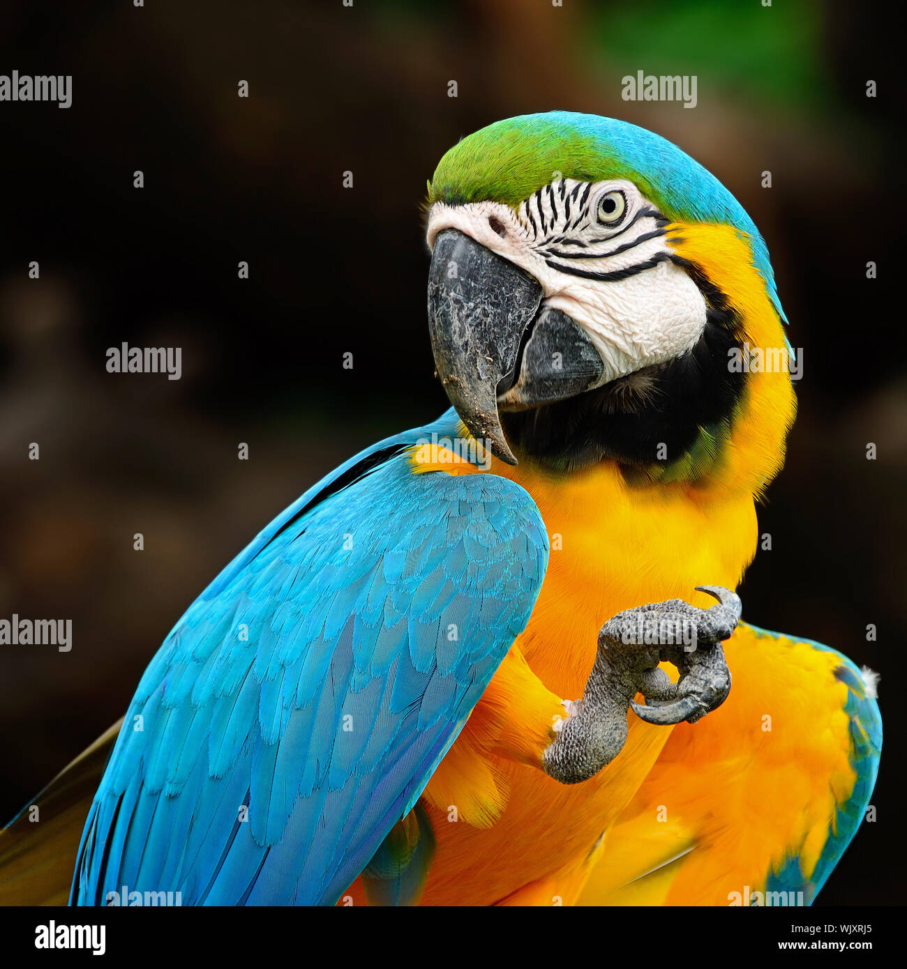 A closer look at Blue And Gold Macaw Indoor Bird Aviary Humidity Levels
