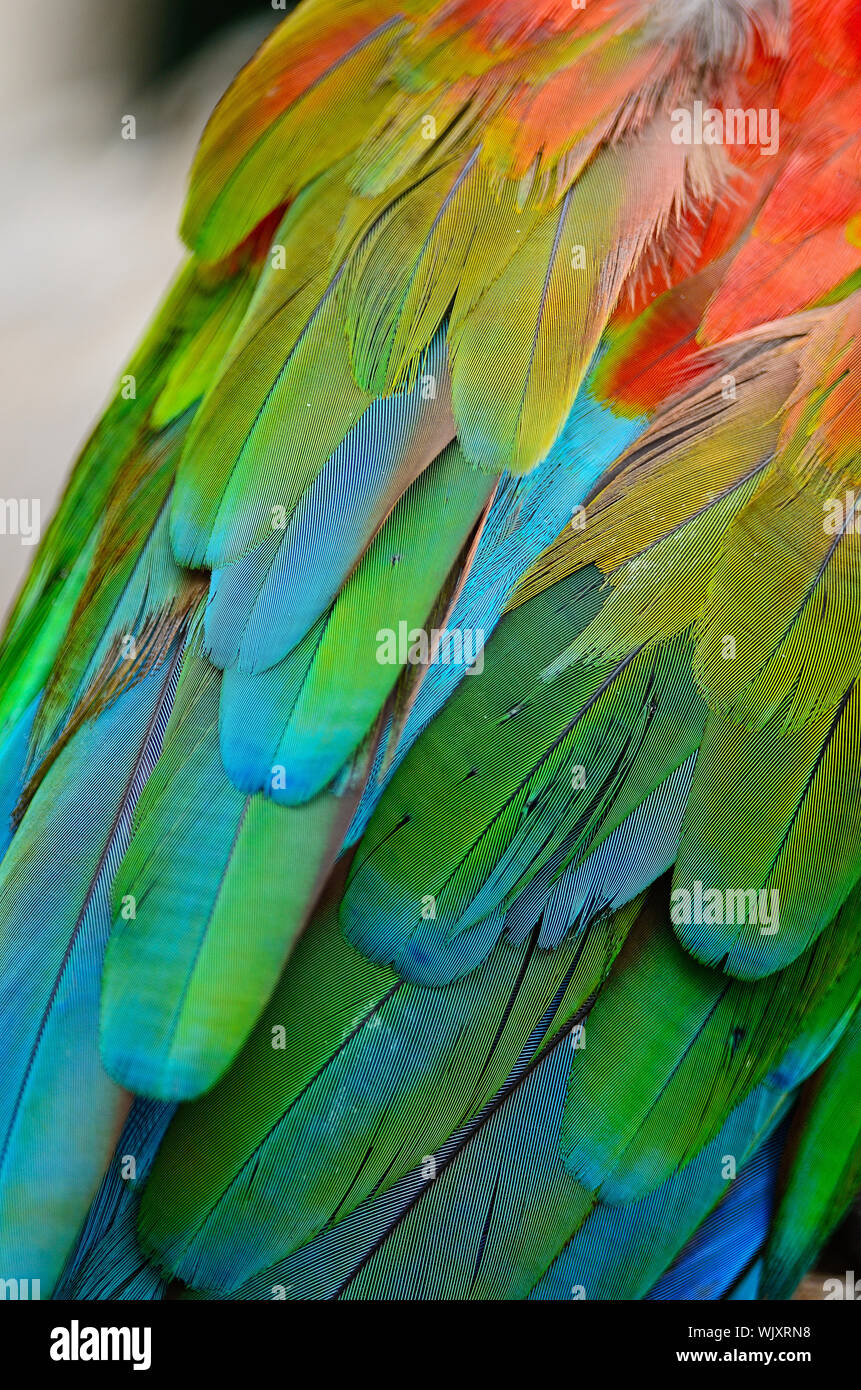 Picture of Greenwinged Macaw aviary, isolated on a white background Stock Photo ...
