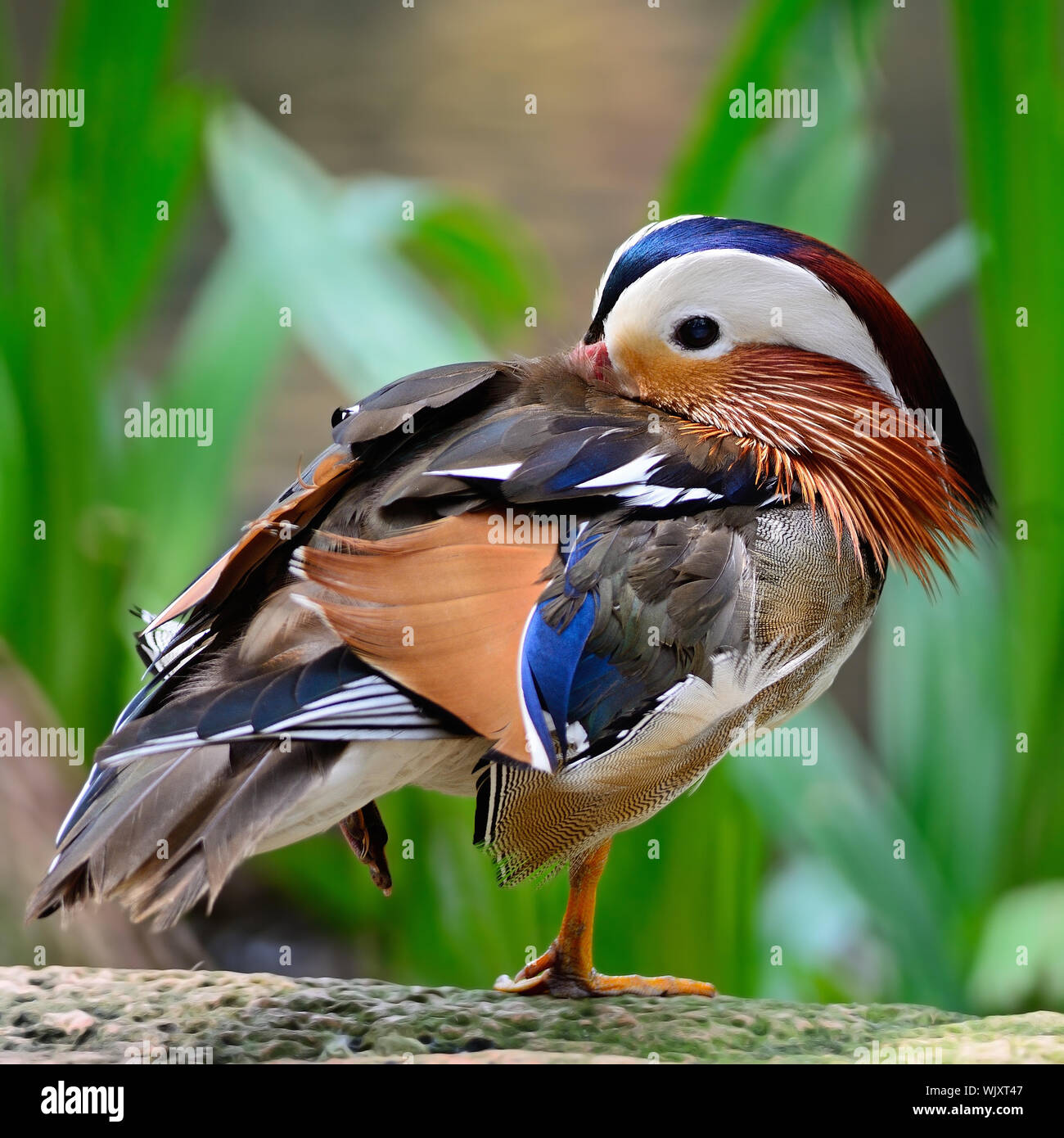 Beautiful male Mandarin Duck (Aix galericulata Stock Photo - Alamy