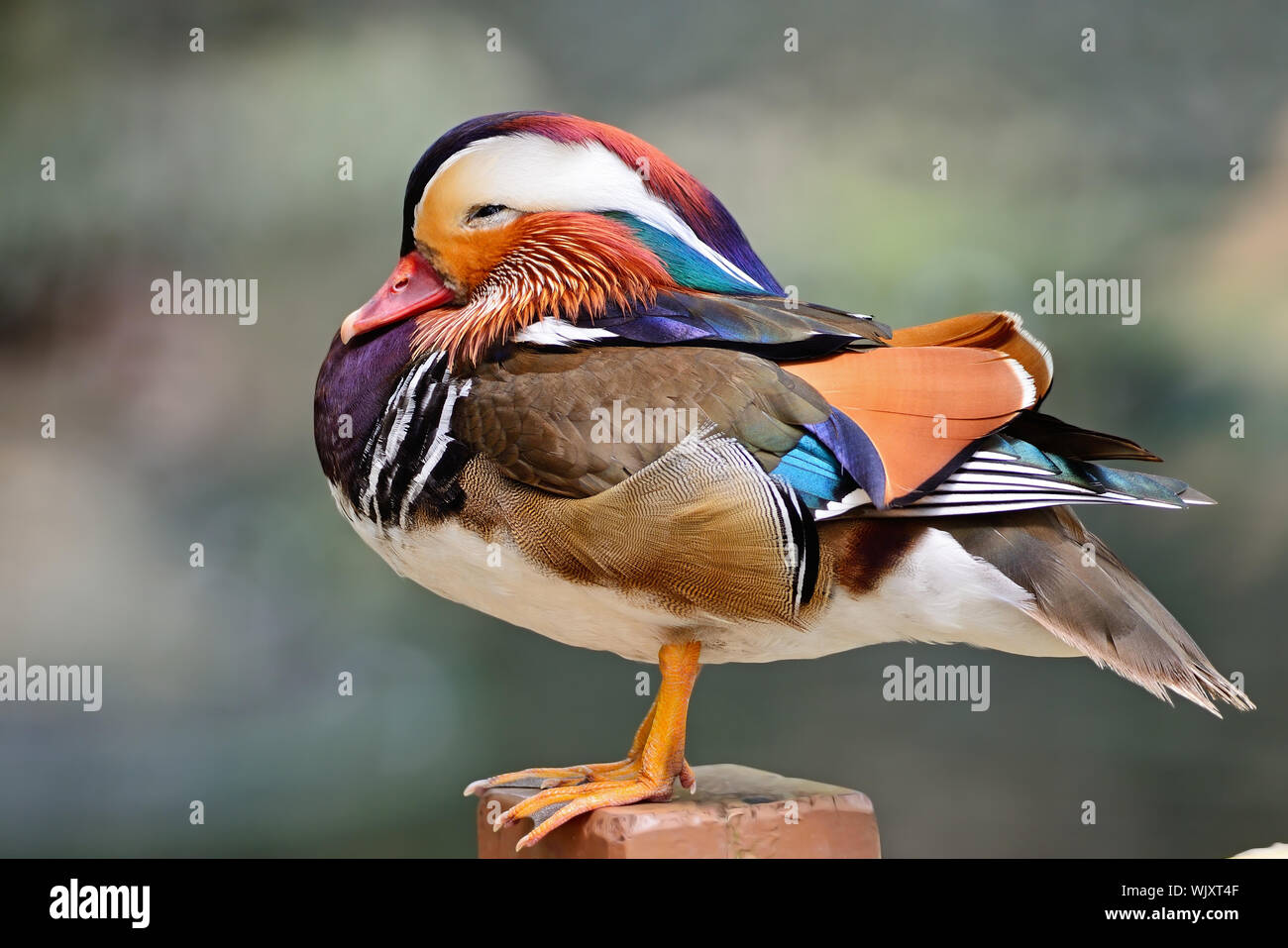 Beautiful male Mandarin Duck (Aix galericulata Stock Photo - Alamy