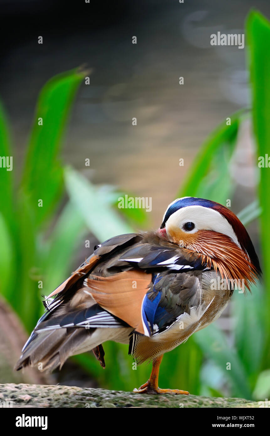 Beautiful male Mandarin Duck (Aix galericulata Stock Photo - Alamy