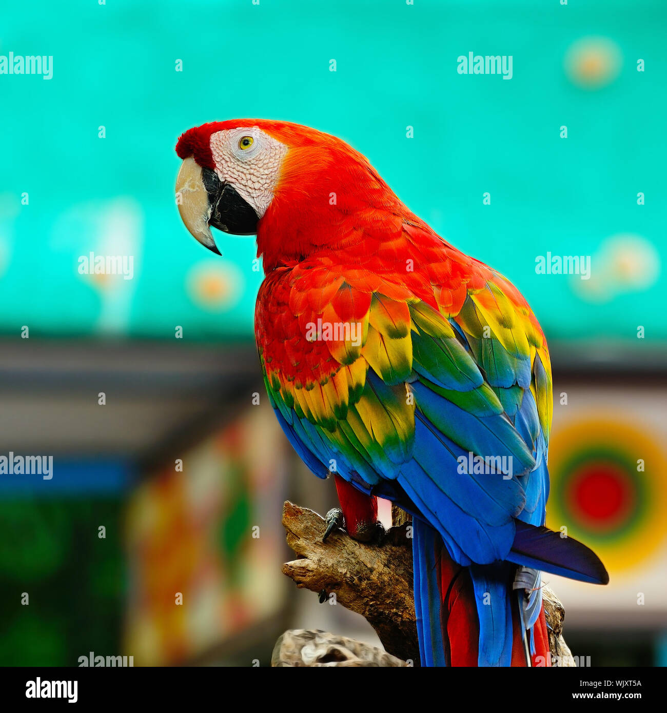 Colorful Scarlet Macaw aviary, sitting on the log Stock Photo - Alamy