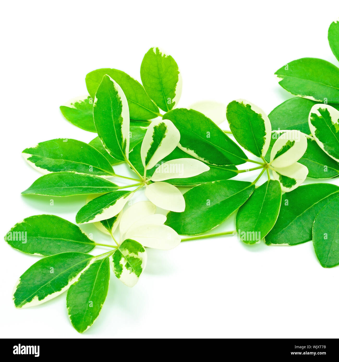 Leave of the Schefflera arboricola, Dwarf Umbrella Tree, isolated on a
