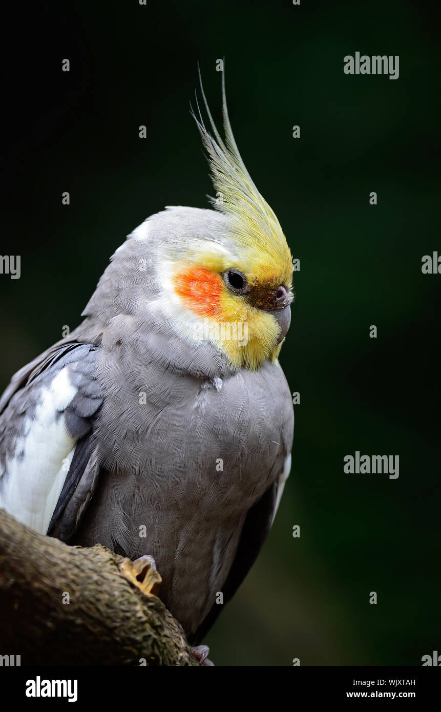 Beautiful Cockatiel Nymphicus Hollandicus Closeup Head Profile Stock 