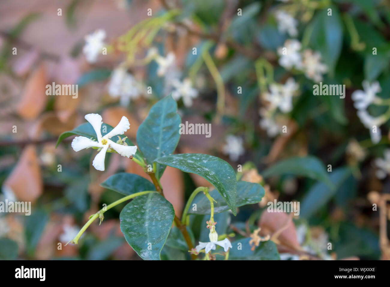 Confederate jasmine plant white blossom closeup Stock Photo Alamy