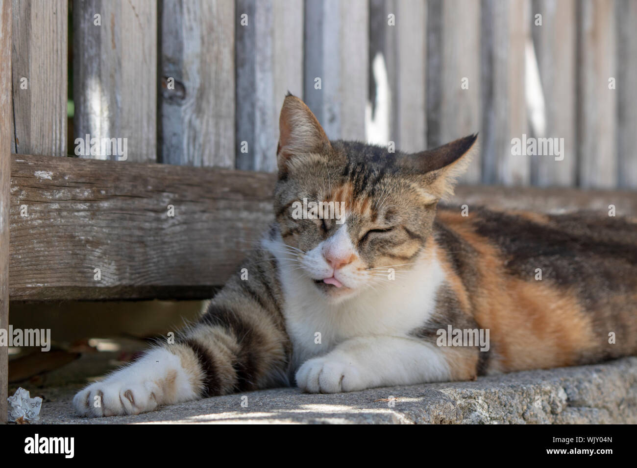Cat face closeup. Sleepy eyes looking Stock Photo Alamy