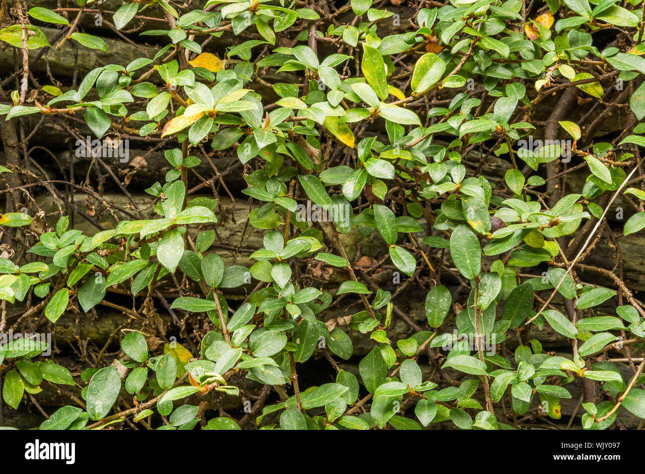 Green wall with ivy background Stock Photo - Alamy