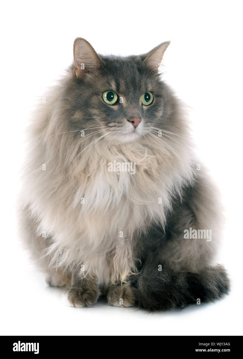 persian cat in front of white background Stock Photo Alamy