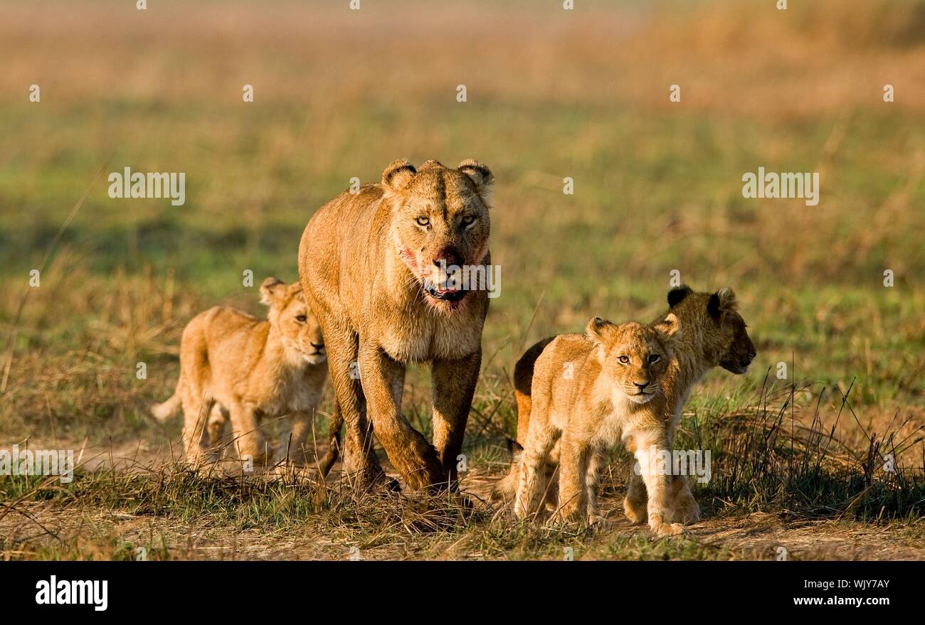 Lioness with three cubs. The lioness after hunting conducts cubs to prey. Stock Photo