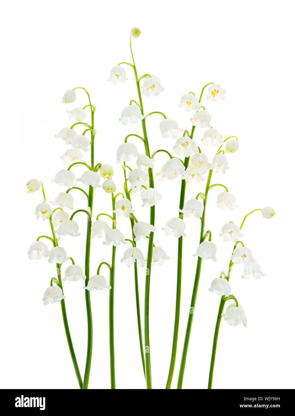 Lily of the valley flowers isolated on white background Stock Photo - Alamy