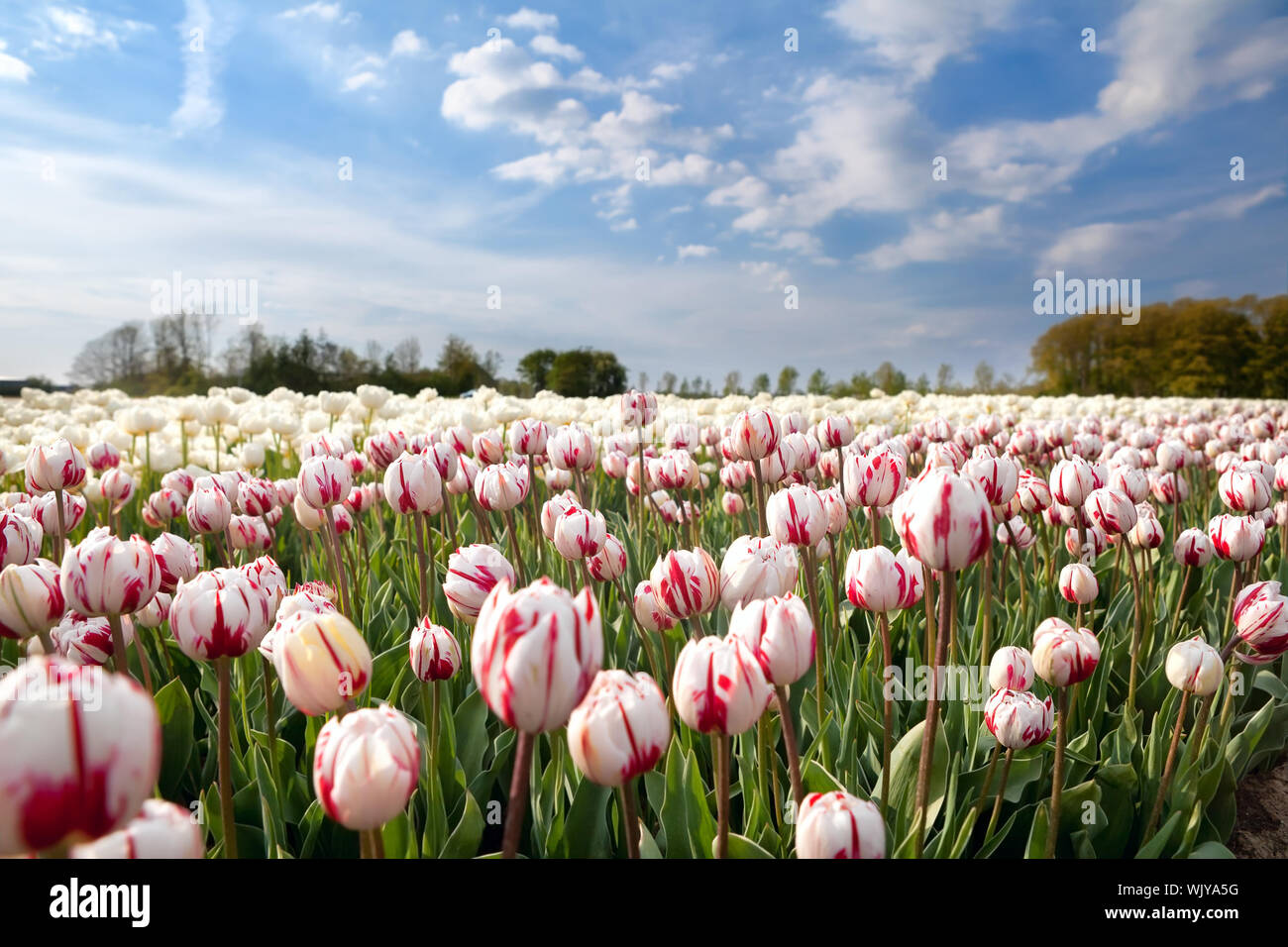 Dutch white and red tulips in sunshine, Holland Stock Photo - Alamy