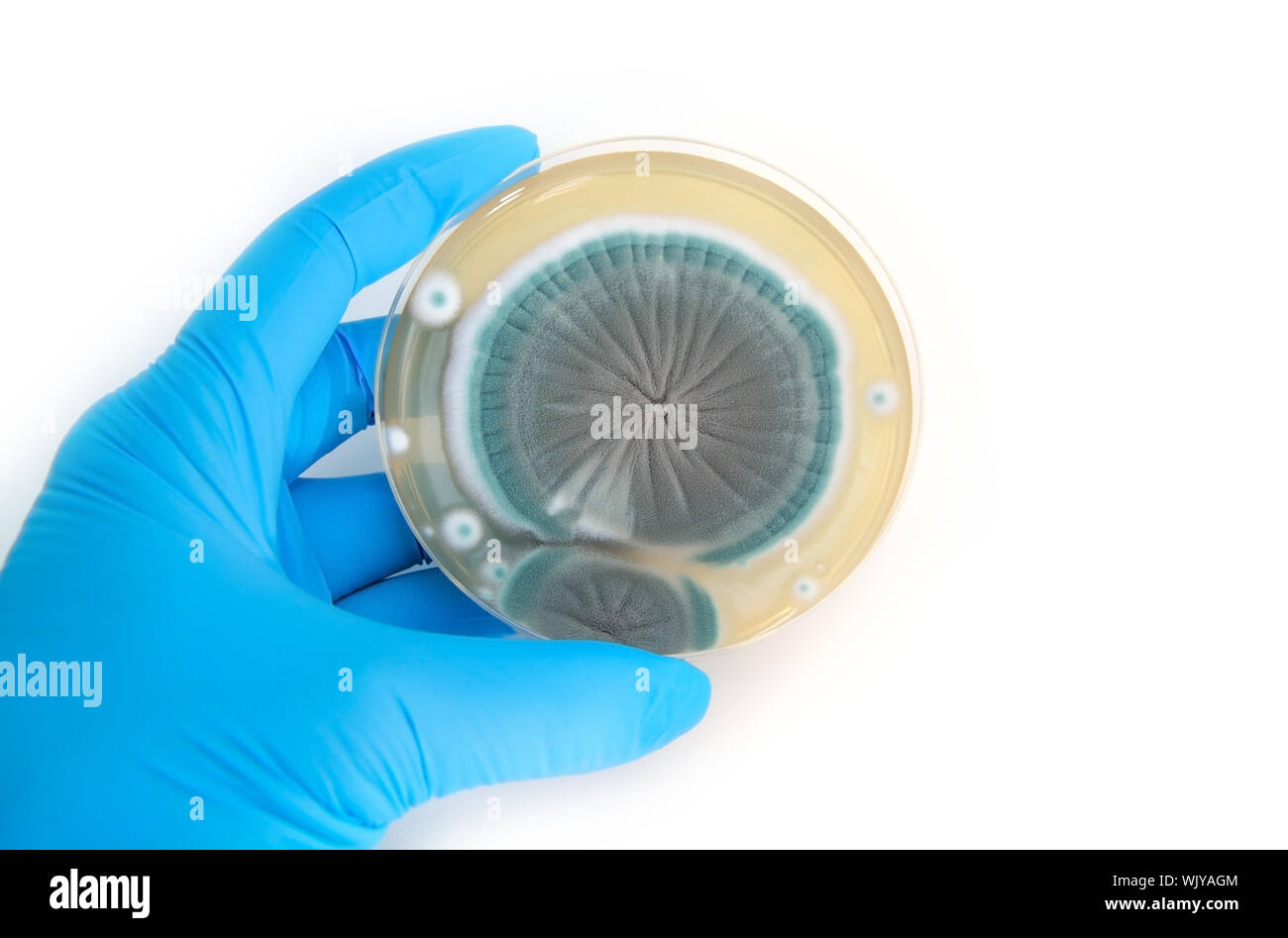 fungi on Petri dish over white in laboratory Stock Photo Alamy