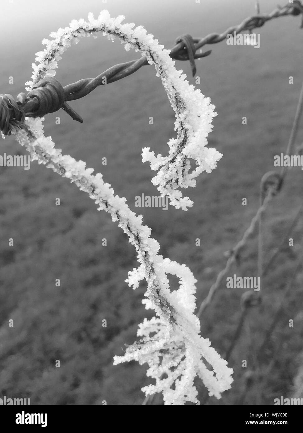 Twig covered in frost hires stock photography and images Alamy