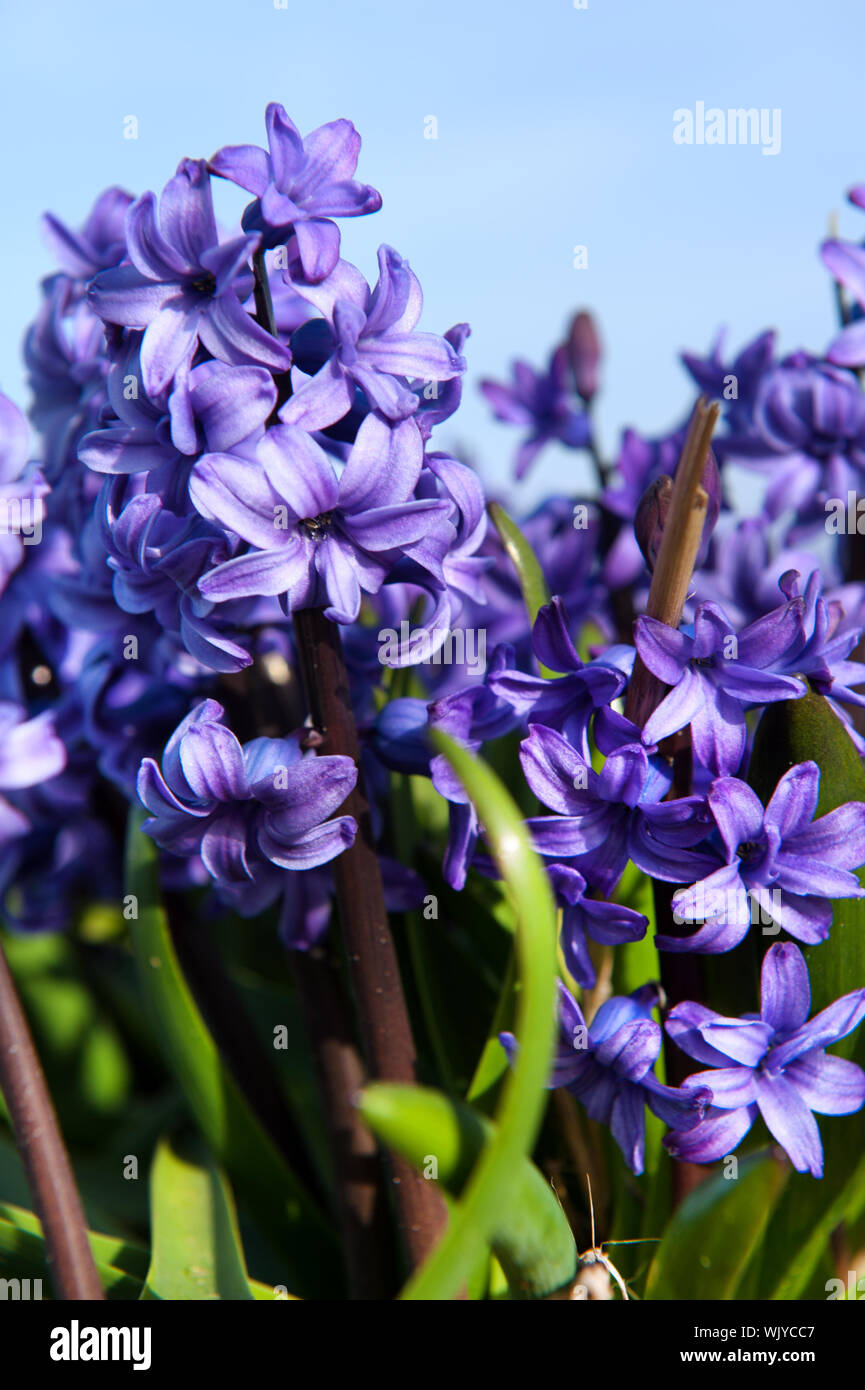 Field full with purple Hyacinths in Holland Stock Photo - Alamy