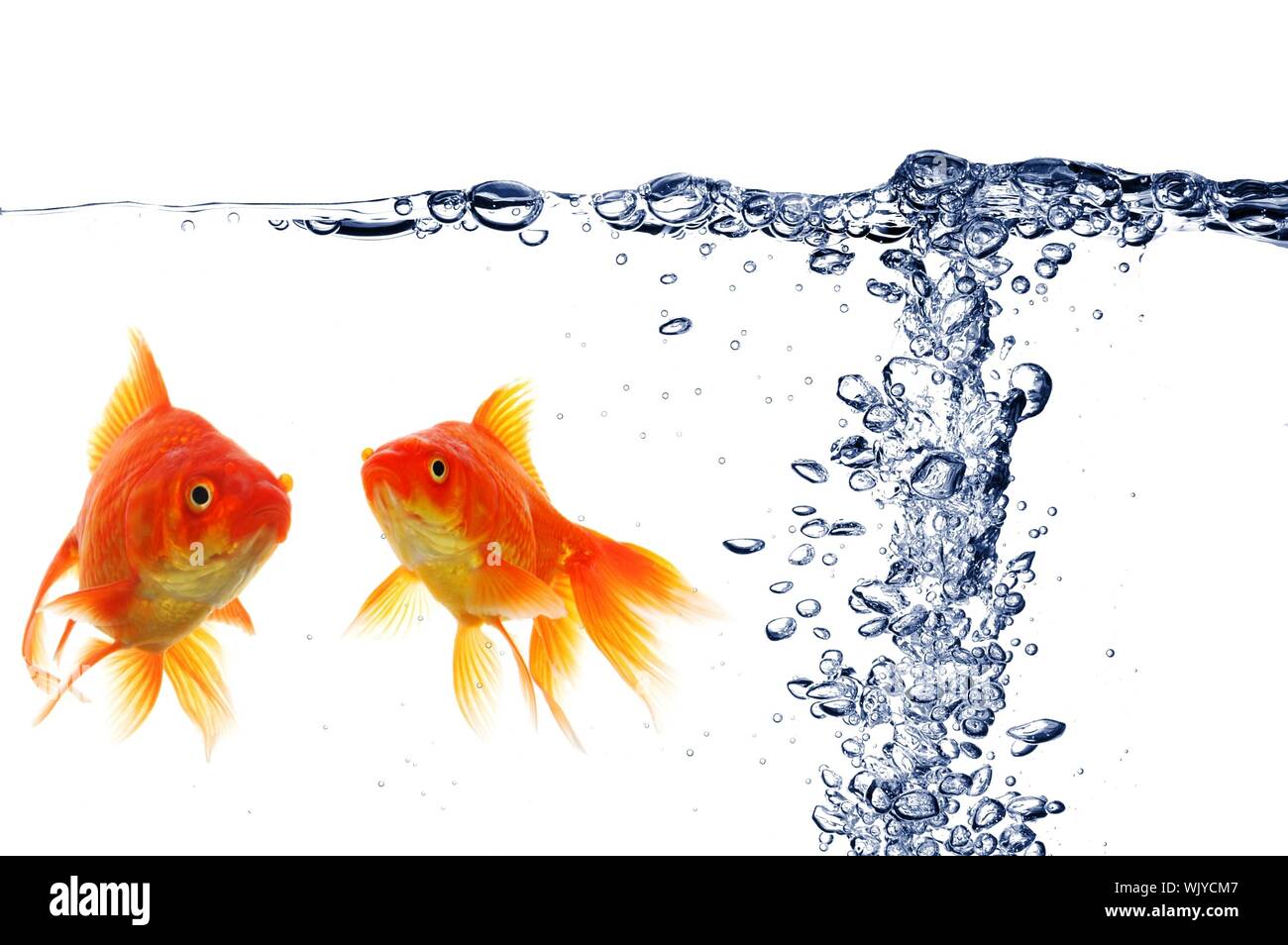 goldfish swimming in water or fishtank with air bubbles Stock Photo Alamy