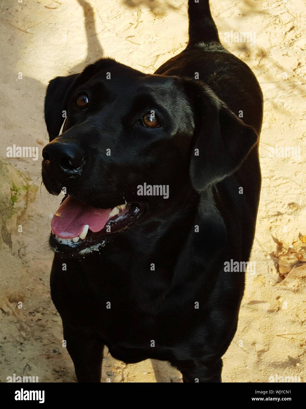 Black Labrador Retriever Standing High Resolution Stock Photography and
