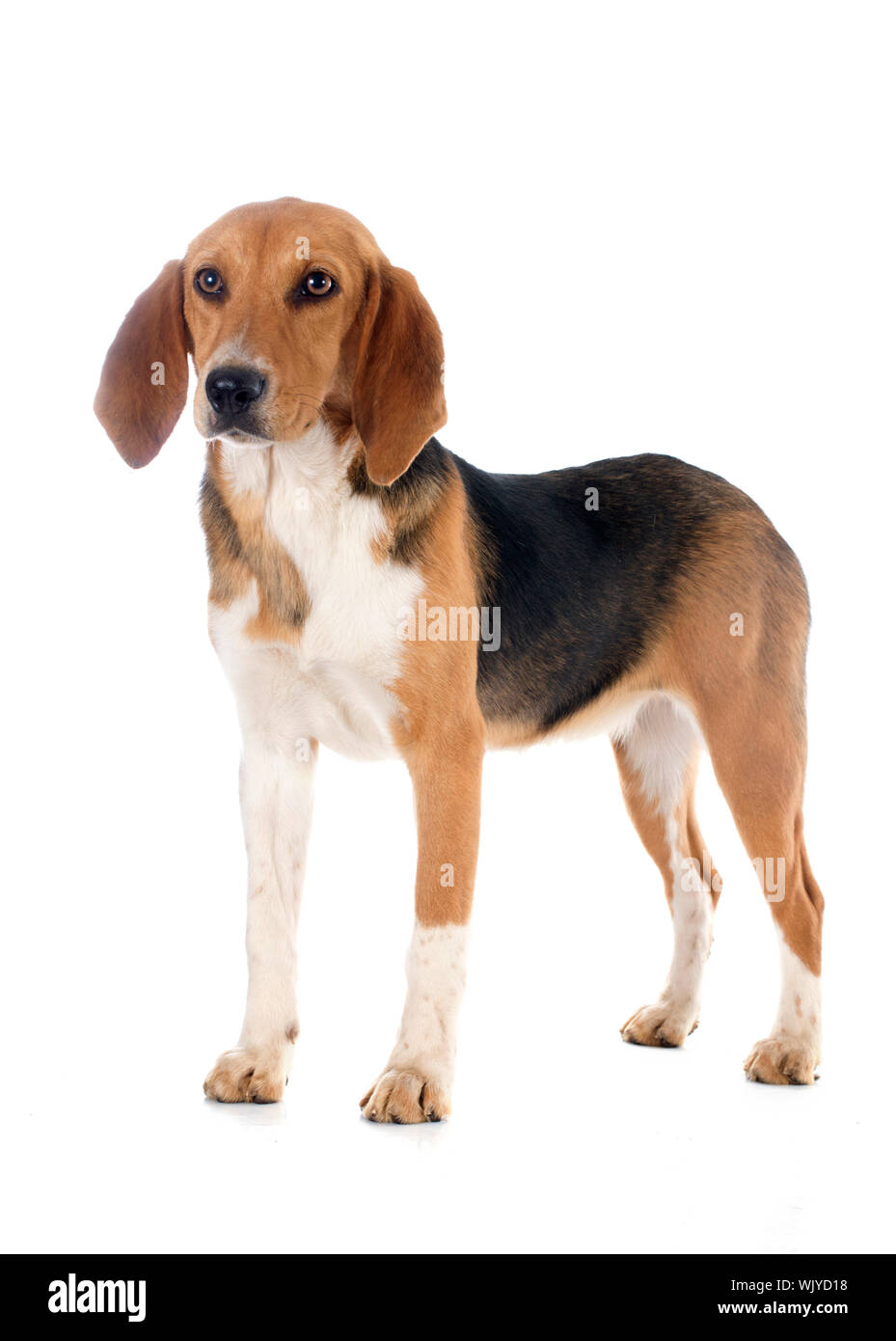 Beagle Harrier High Resolution Stock Photography And Images Alamy