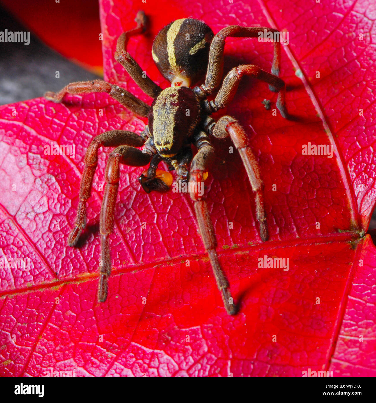 Cute spider, look like a face human on a red leaf background Stock ...
