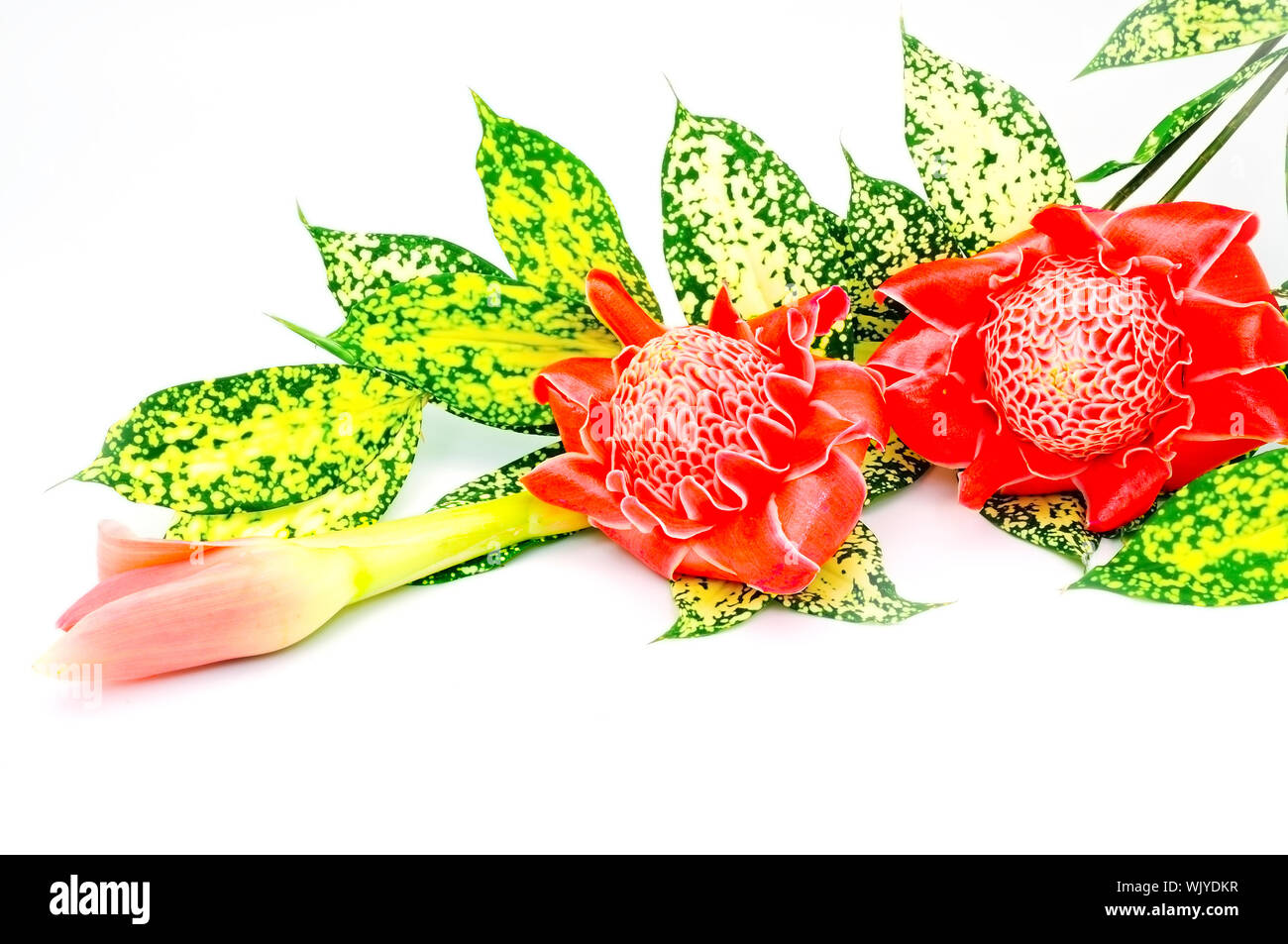 Beautiful red Torch Ginger (Etlingera elatior) isolated on a white background with the green leaves Stock Photo