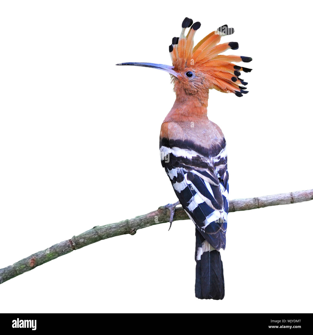 Colorful Hoopoe, Eurasian Hoopoe (Upupa epops), back profile, standing on a branch, isolated on a white background Stock Photo