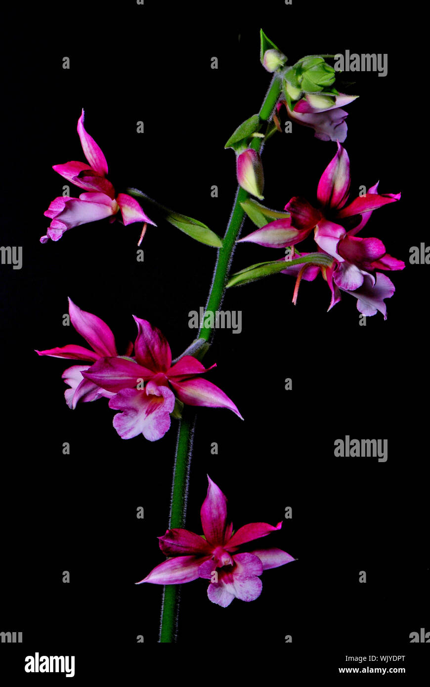 Calanthe hybrid, red colorful flower Stock Photo