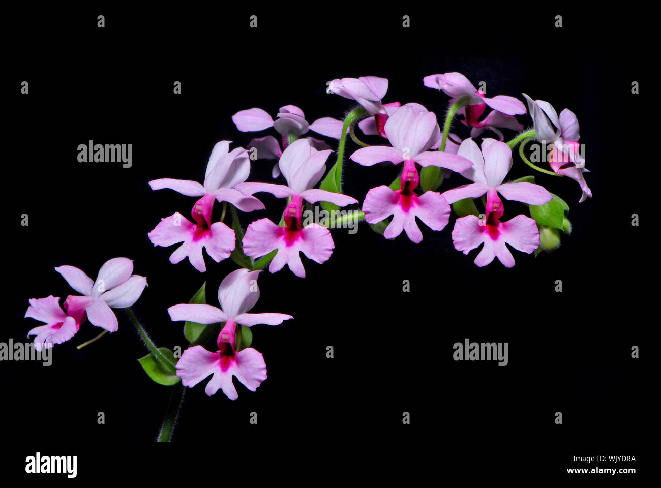 Colorful pink Calanthe, Calanthe rubens, terrestial orchid Stock Photo