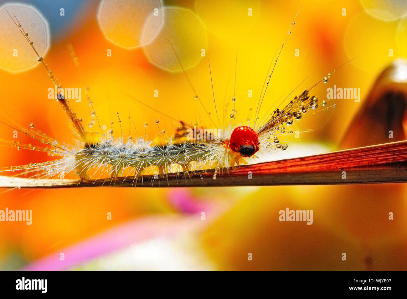 Hairy caterpillar on a leaf Stock Photo