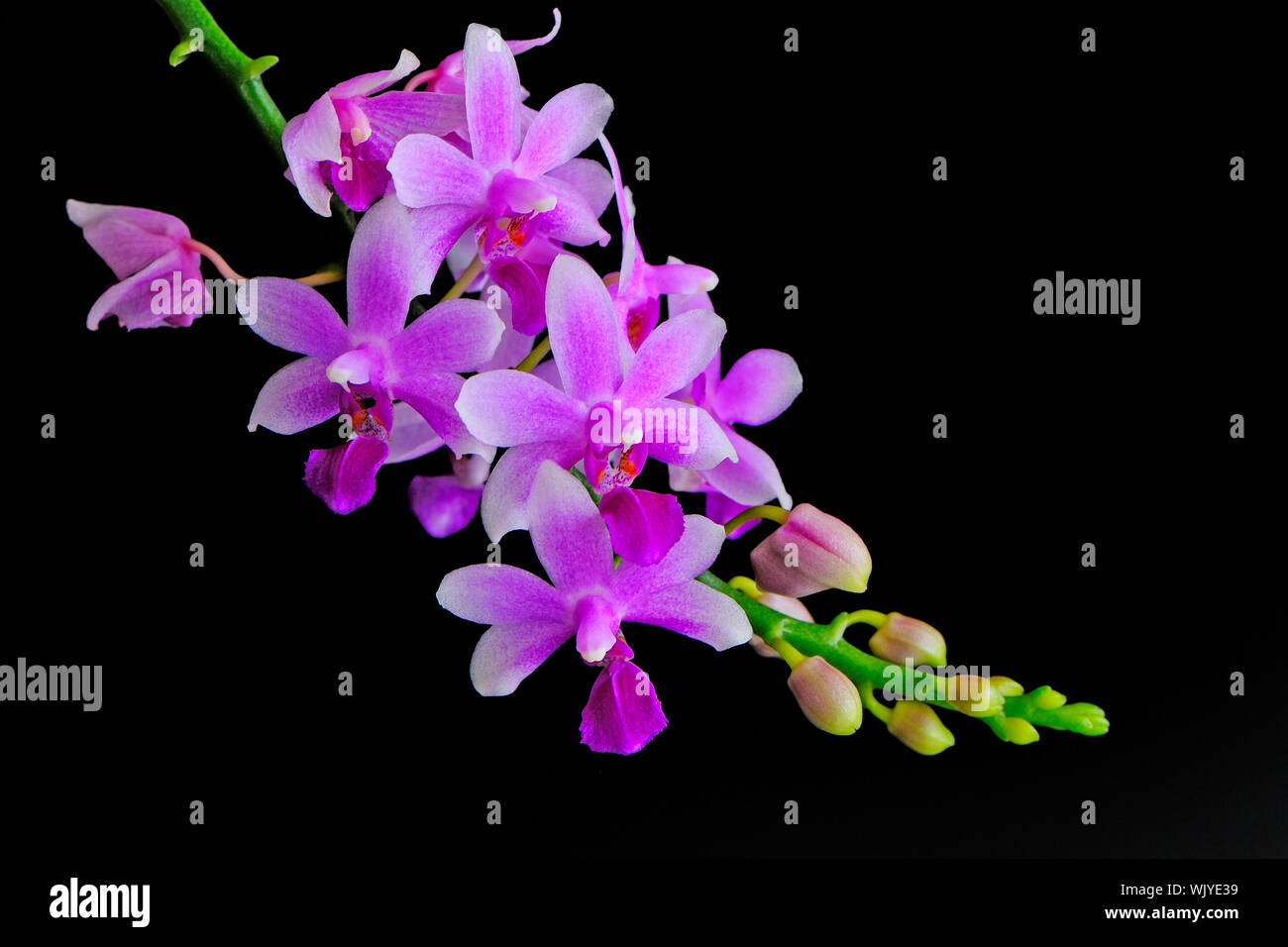 Beautiful purple orchid, Phalaenopsis hybrid Stock Photo