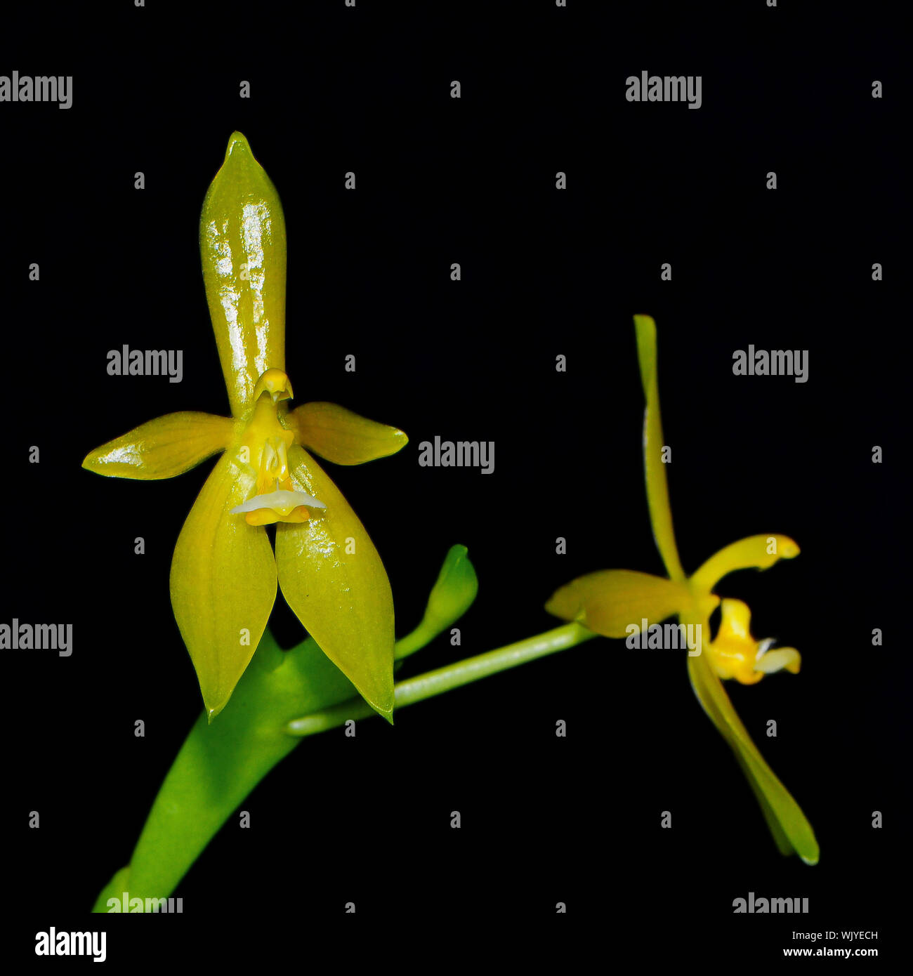 Yellow orchid, Phalaenopsis cornu-cervi, yellow form, isolated on a black background Stock Photo