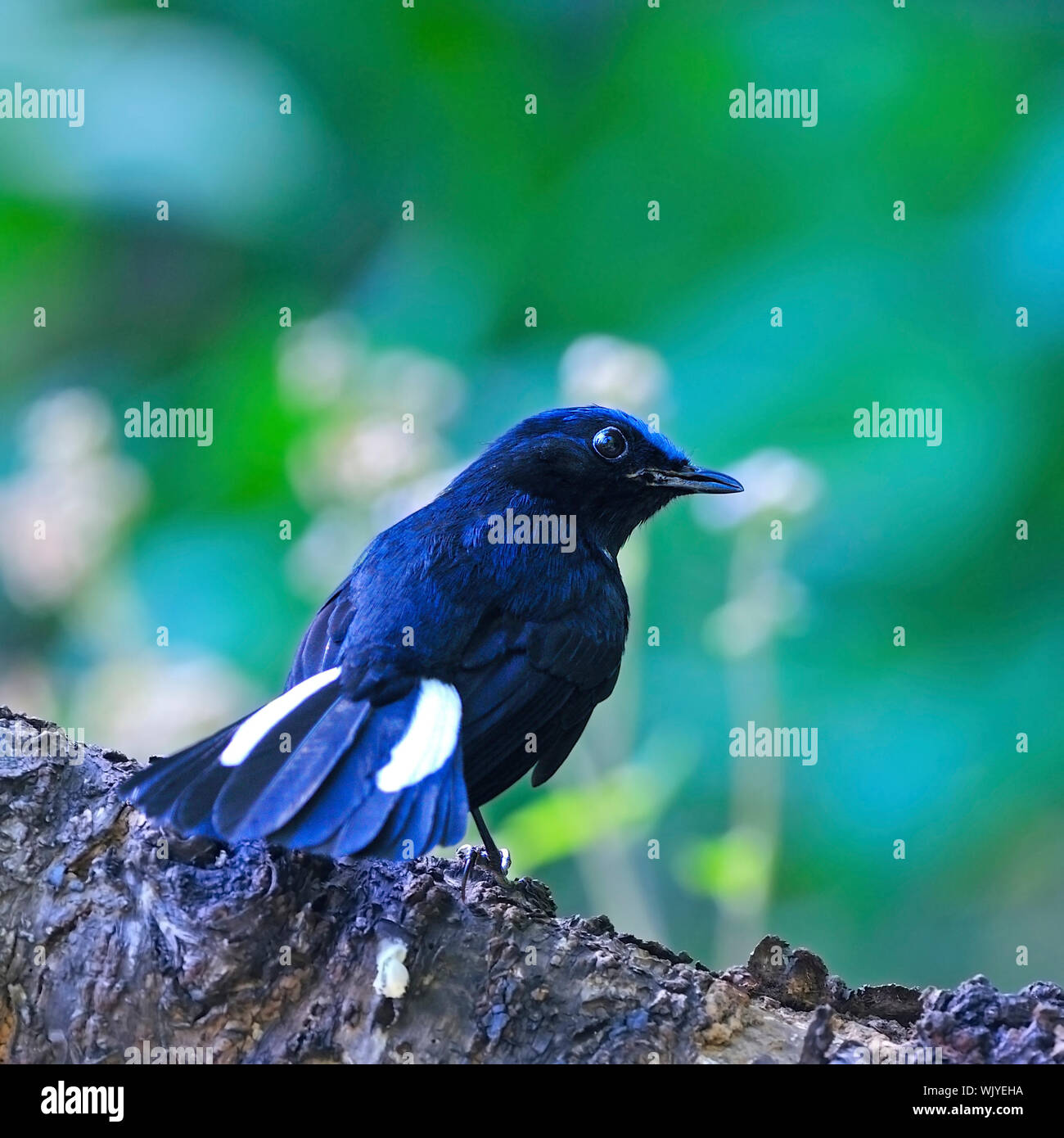 Colorful blue bird, male White-tailed Robin, standing on the log, back profile Stock Photo