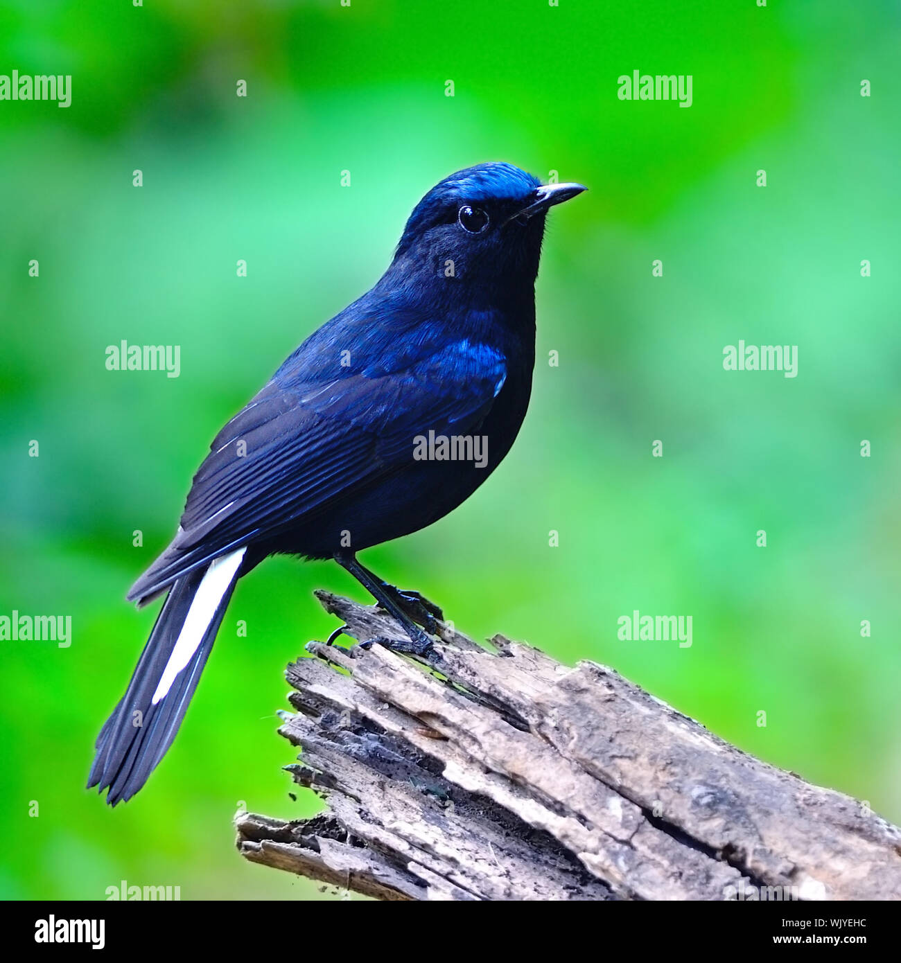 Colorful blue bird, male White-tailed Robin, standing on the log with a green backgound, side profile Stock Photo