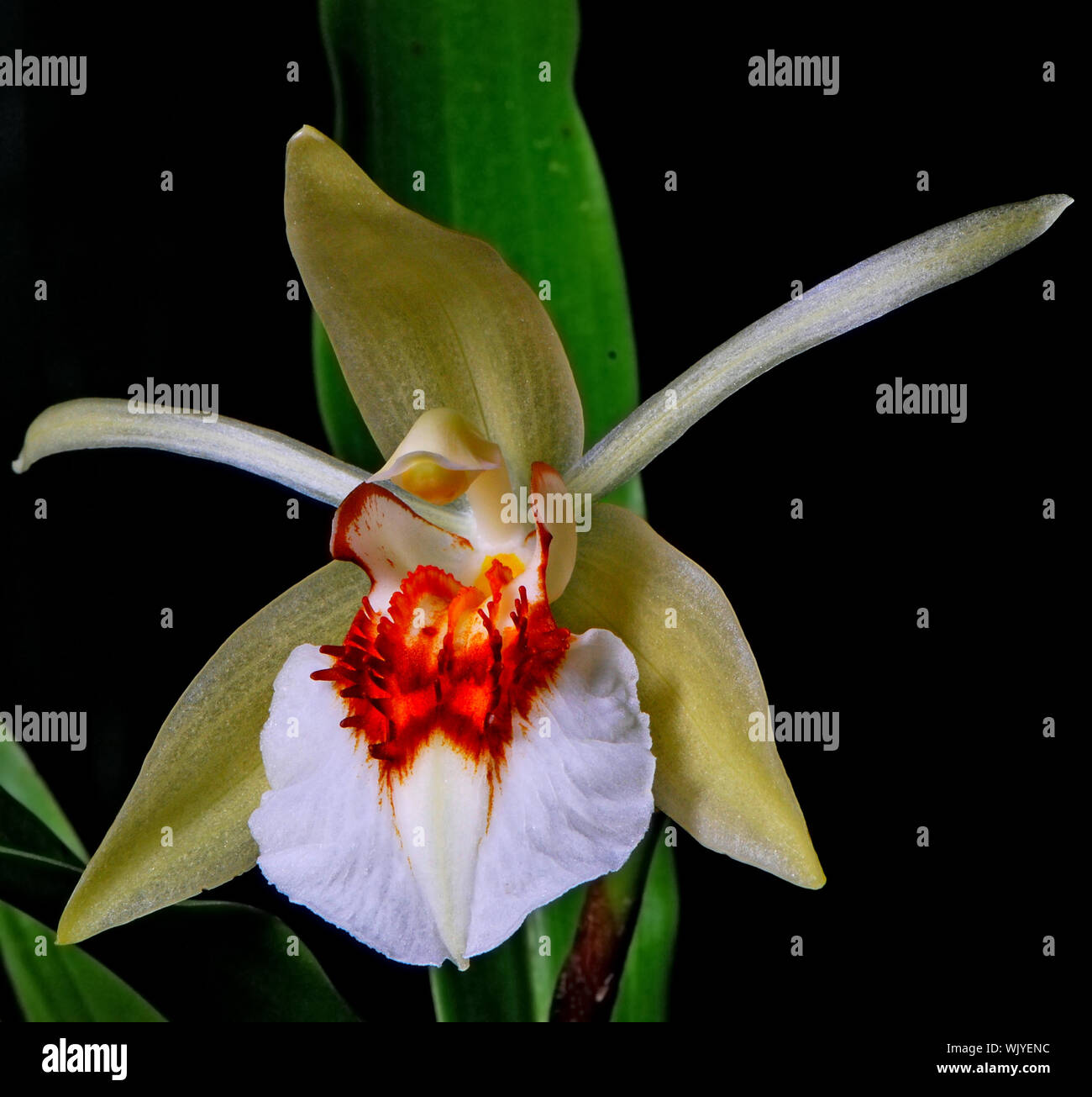 Beauiful Thai orchid, Coelogyne Stock Photo