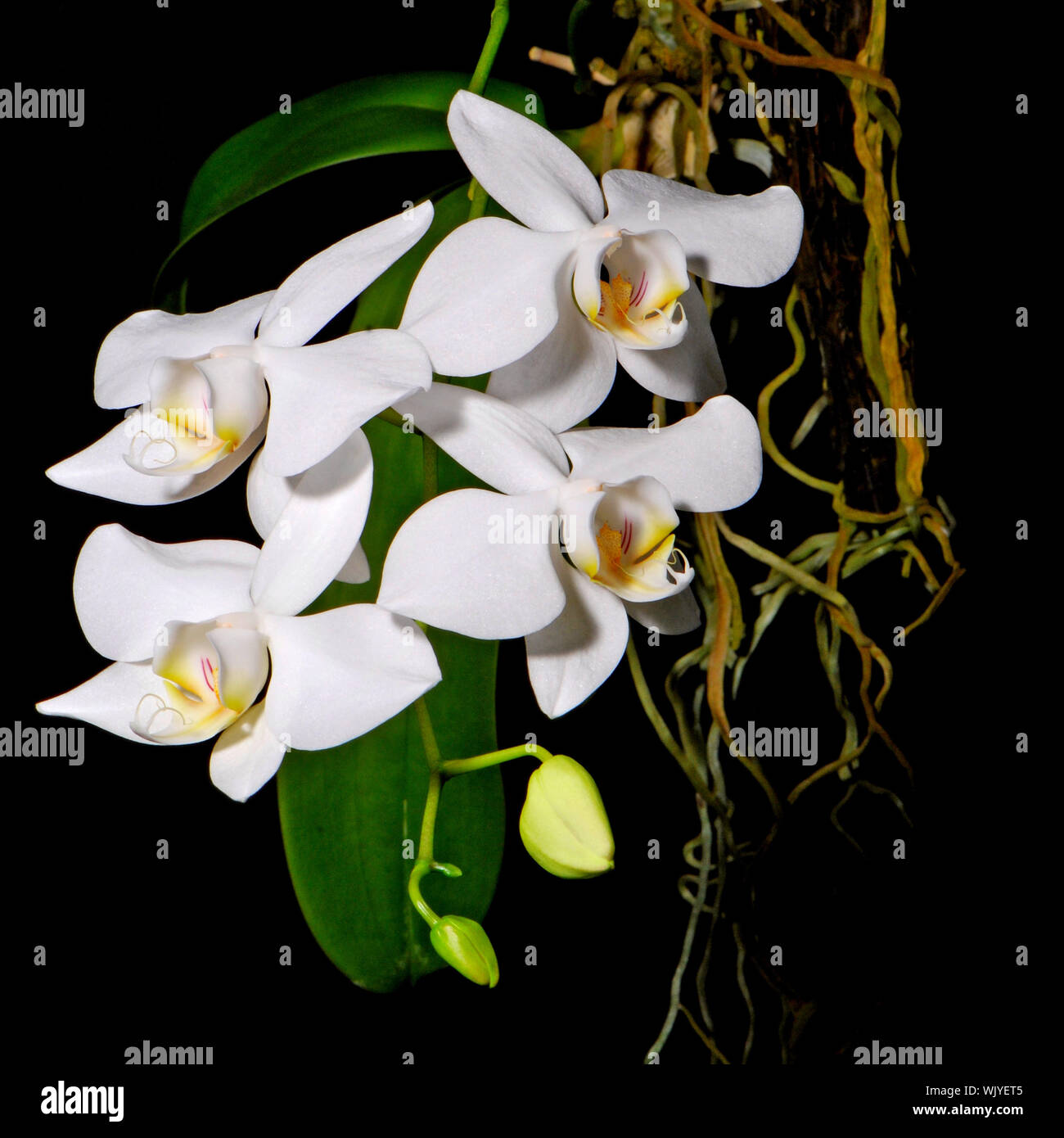 A white orchid on black blackground, Phalaenopsis amabilis, butterfly