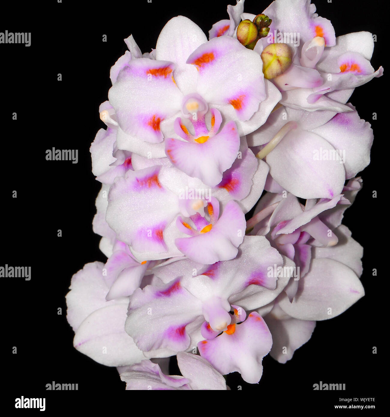 Peloric orchid, Phalaenopsis hybrid Stock Photo