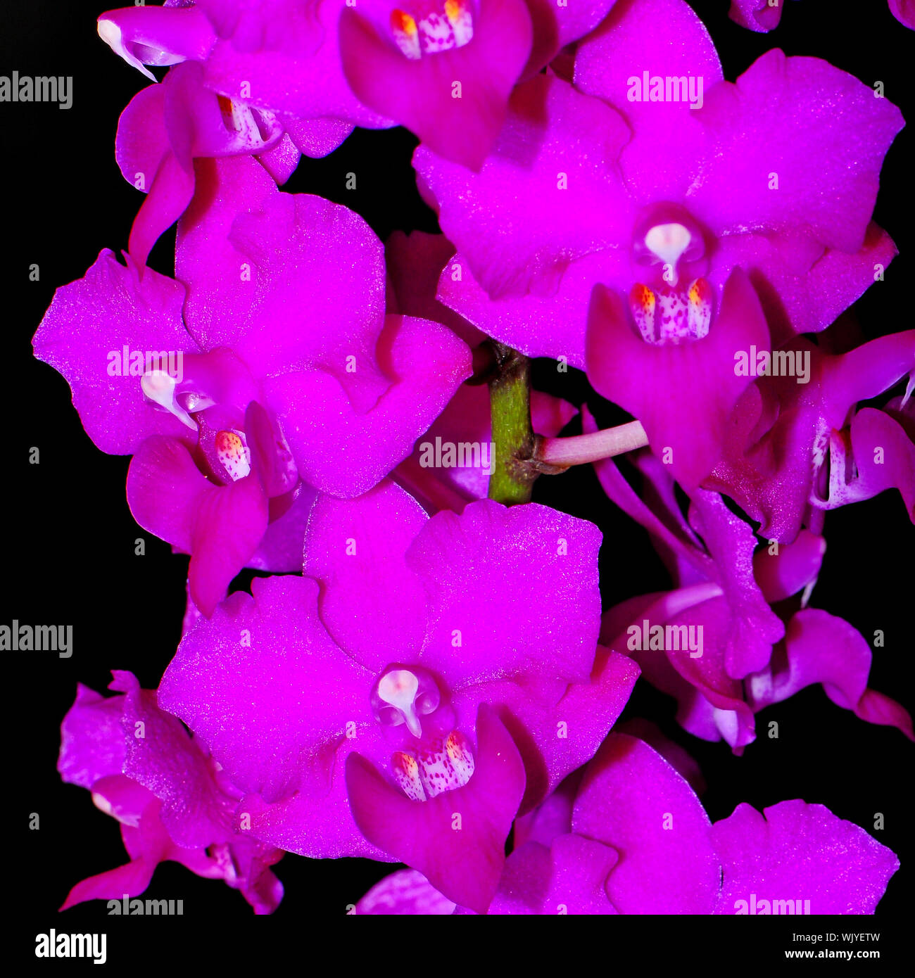 Colorful orchid, Phalaenopsis hybrid Stock Photo