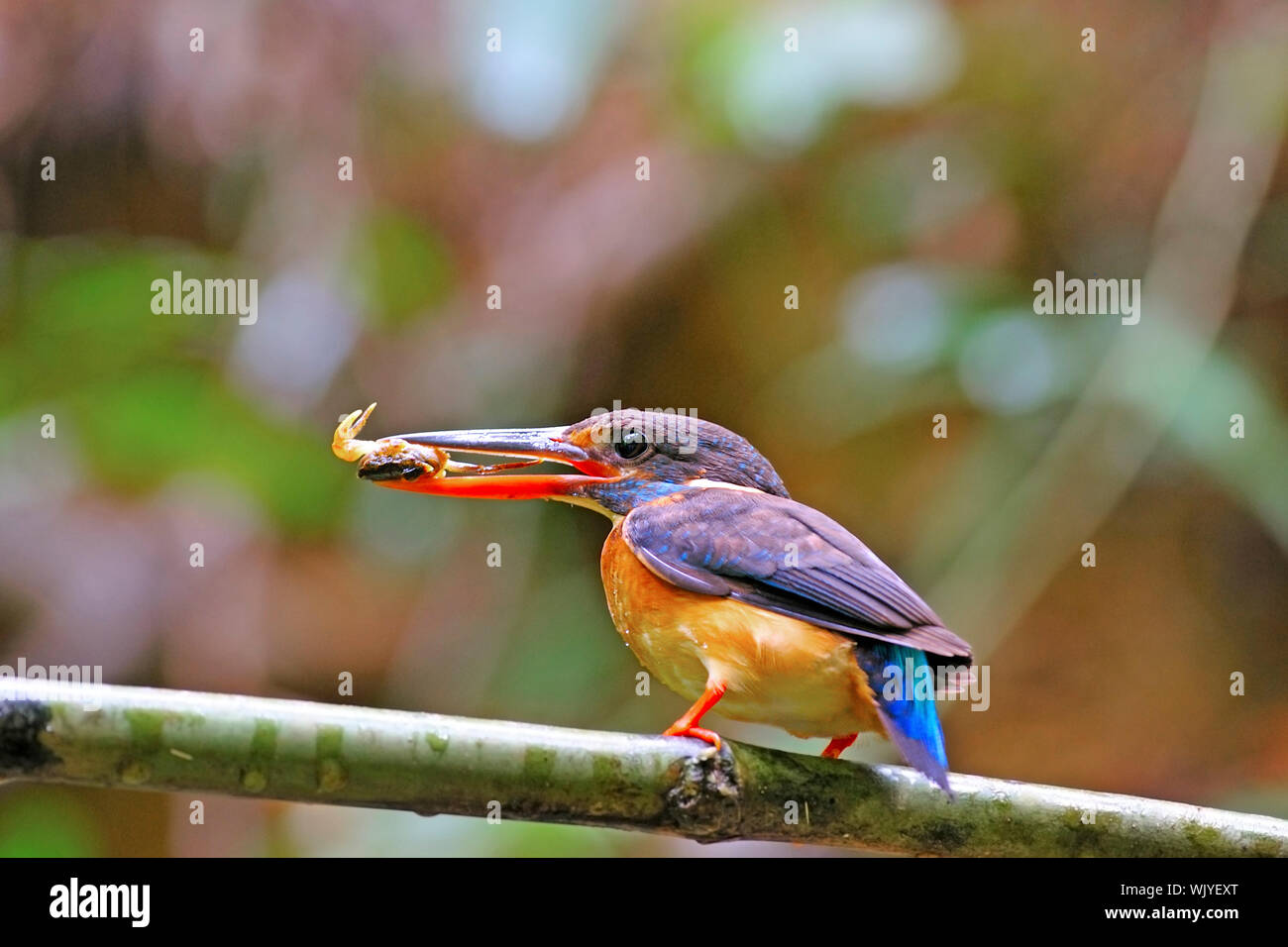 Female Blue-banded Kingfisher (Alcedo euryzona) is feeding his chicks with crab in mouth Stock Photo