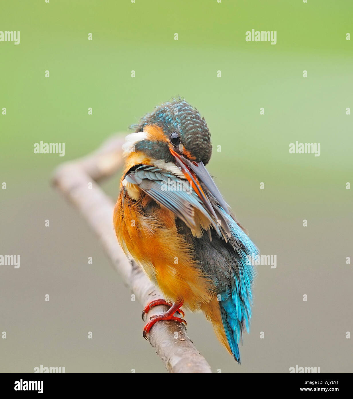 For cleaning,  female Common Kingfisher (Alcedo athis) sitting on a branch Stock Photo
