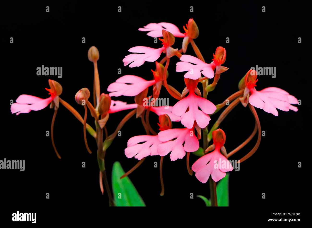Beautiful ground orchid, Habenaria rhodocheila (pink form) Stock Photo
