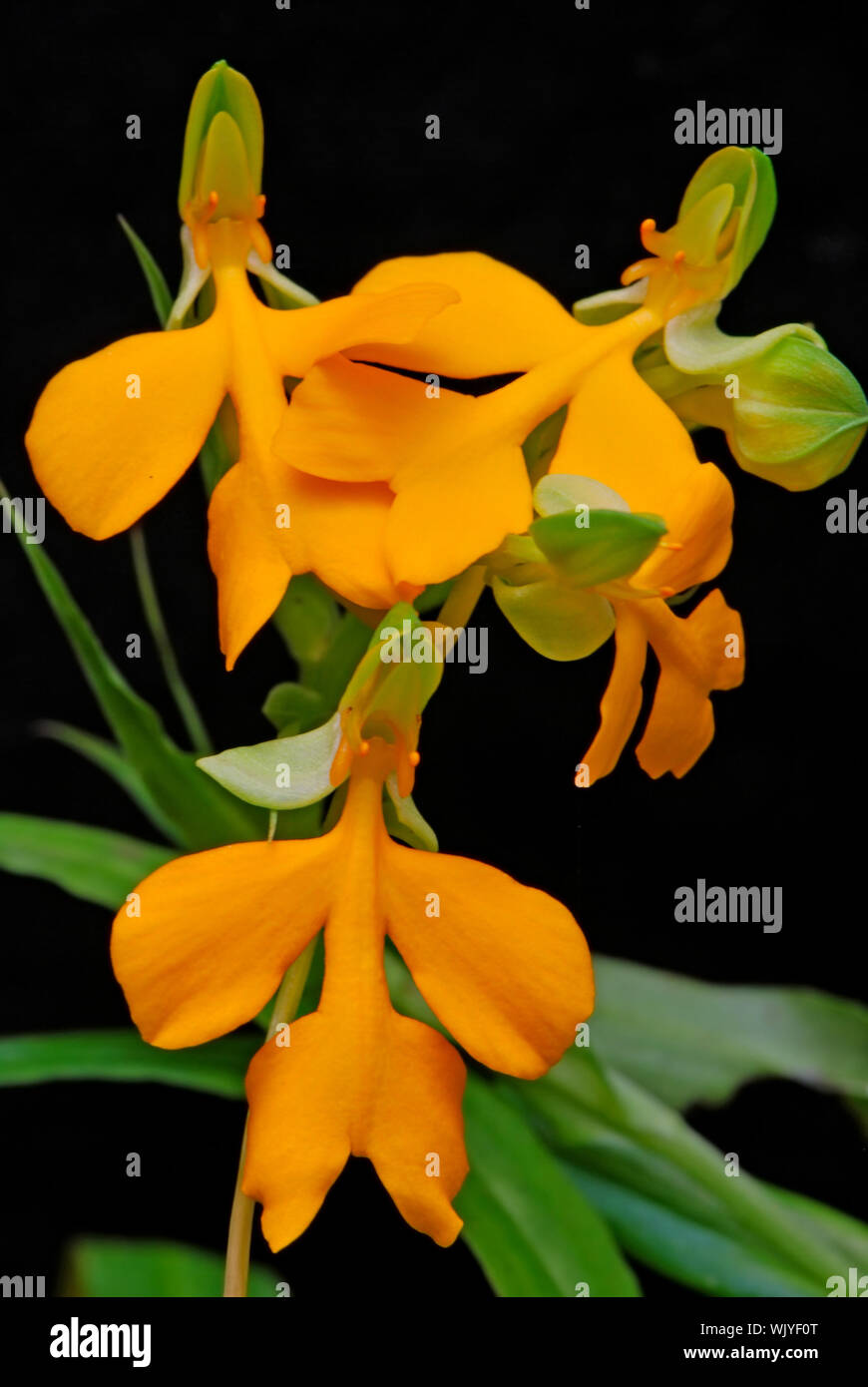 Yellow ground orchid, Habenaria xanthocheila Stock Photo