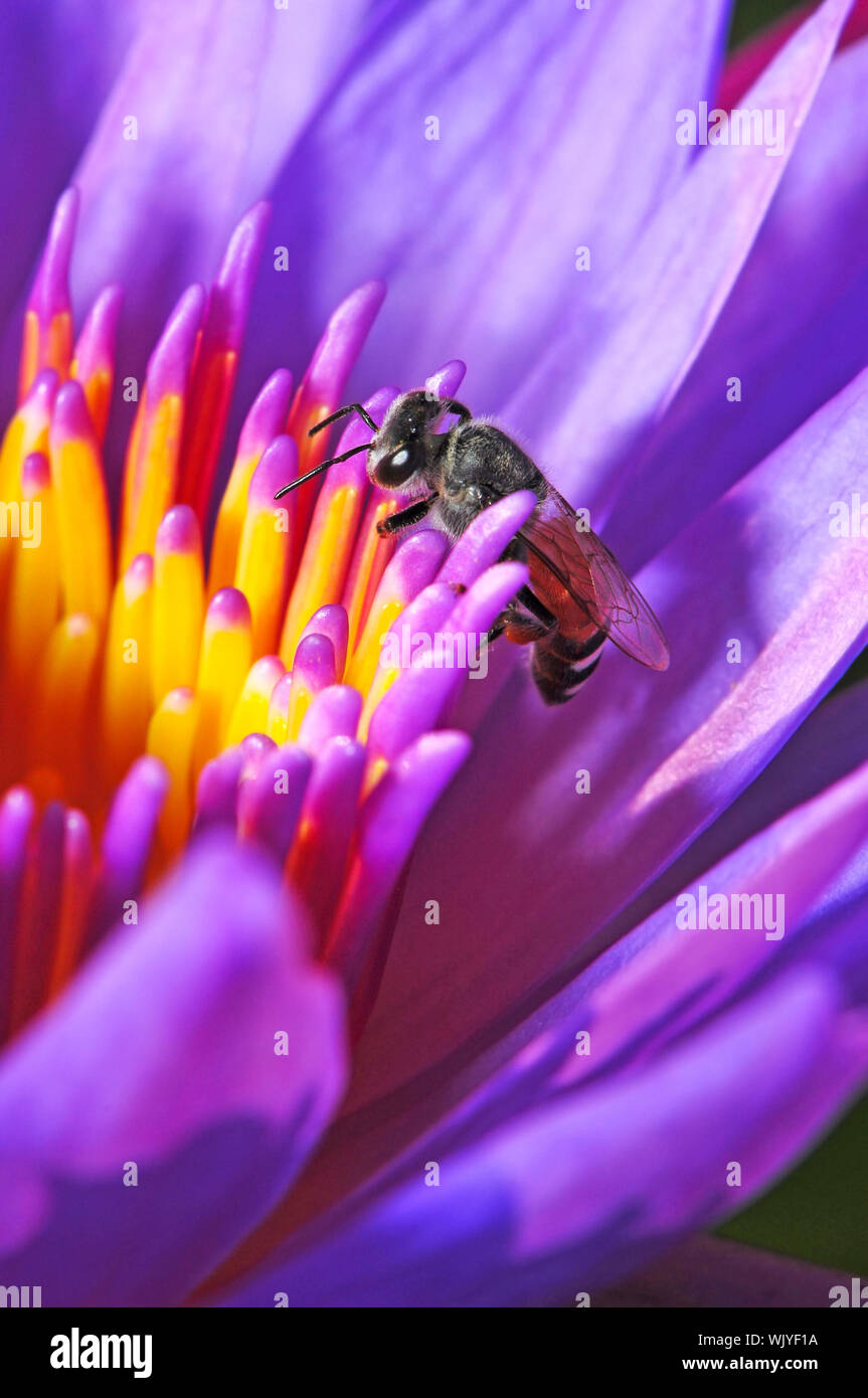 Purple waterlily, beautiful flower with bee Stock Photo - Alamy
