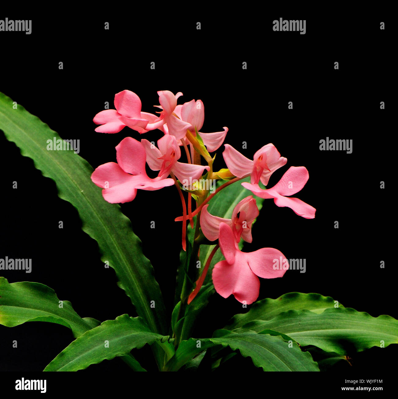 Pink-Lipped Habenaria (Habenaria rhodocheila, pink form) Stock Photo