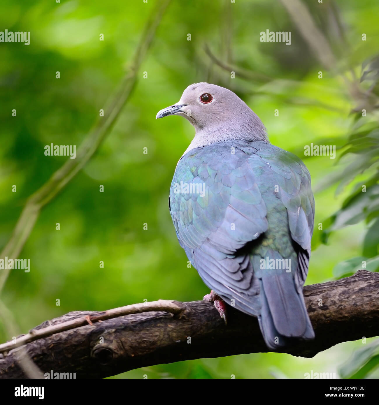 Green Imperial Pigeon (Ducula aenea), standing on a branch, back profile Stock Photo