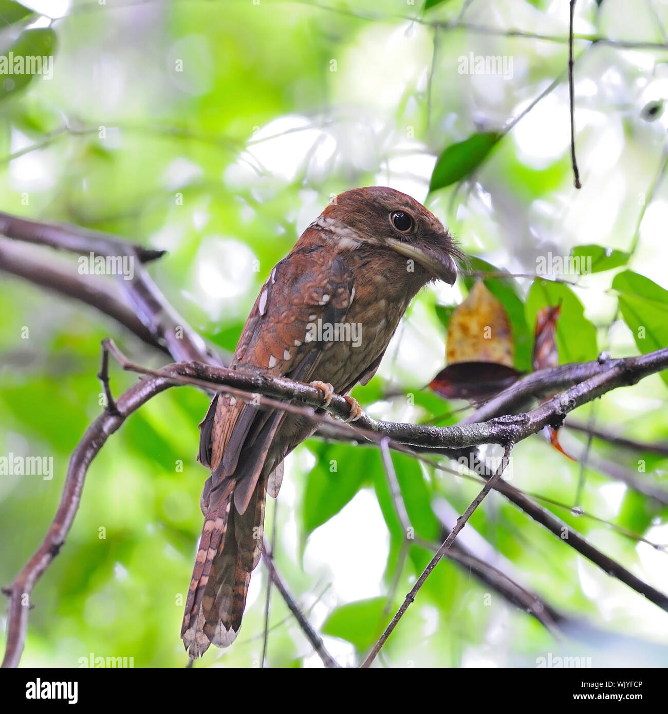 Colorful Frogmouth bird, Gould Frogmouth standing on a branch, side ...