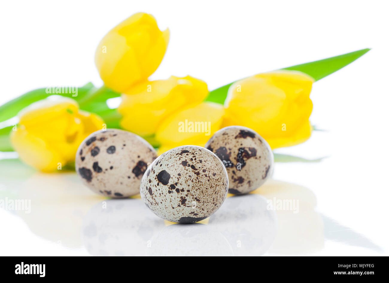 quail eggs with tulips, on a white background Stock Photo