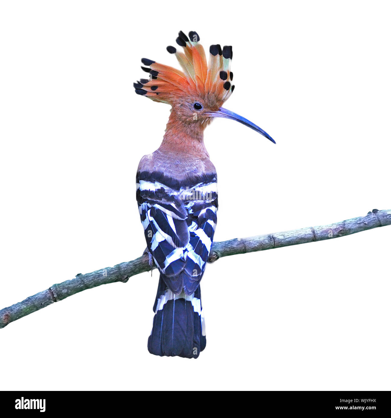 Beautiful Hoopoe, Eurasian Hoopoe (Upupa epops), back profile, standing on a branch, isolated on a white background Stock Photo