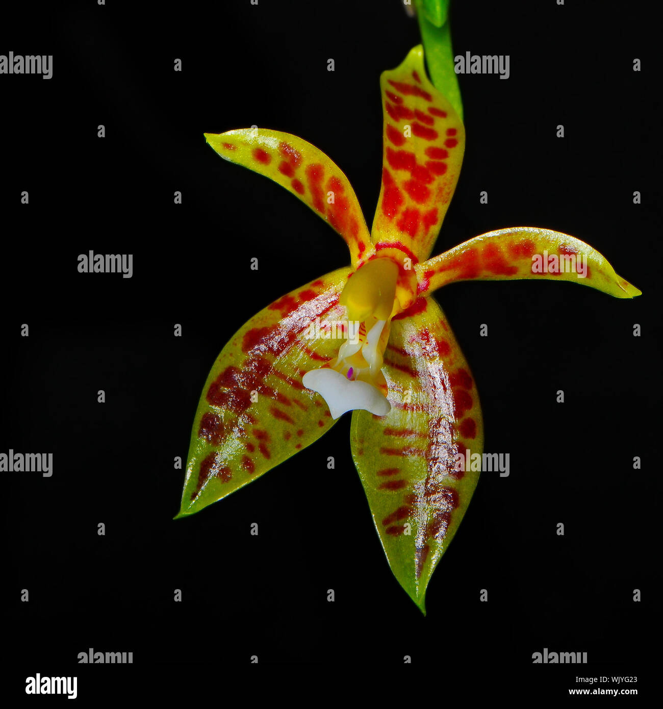 Spotted orchid, Phalaenopsis cornu-cervi, spotted form, isolated on a black background Stock Photo