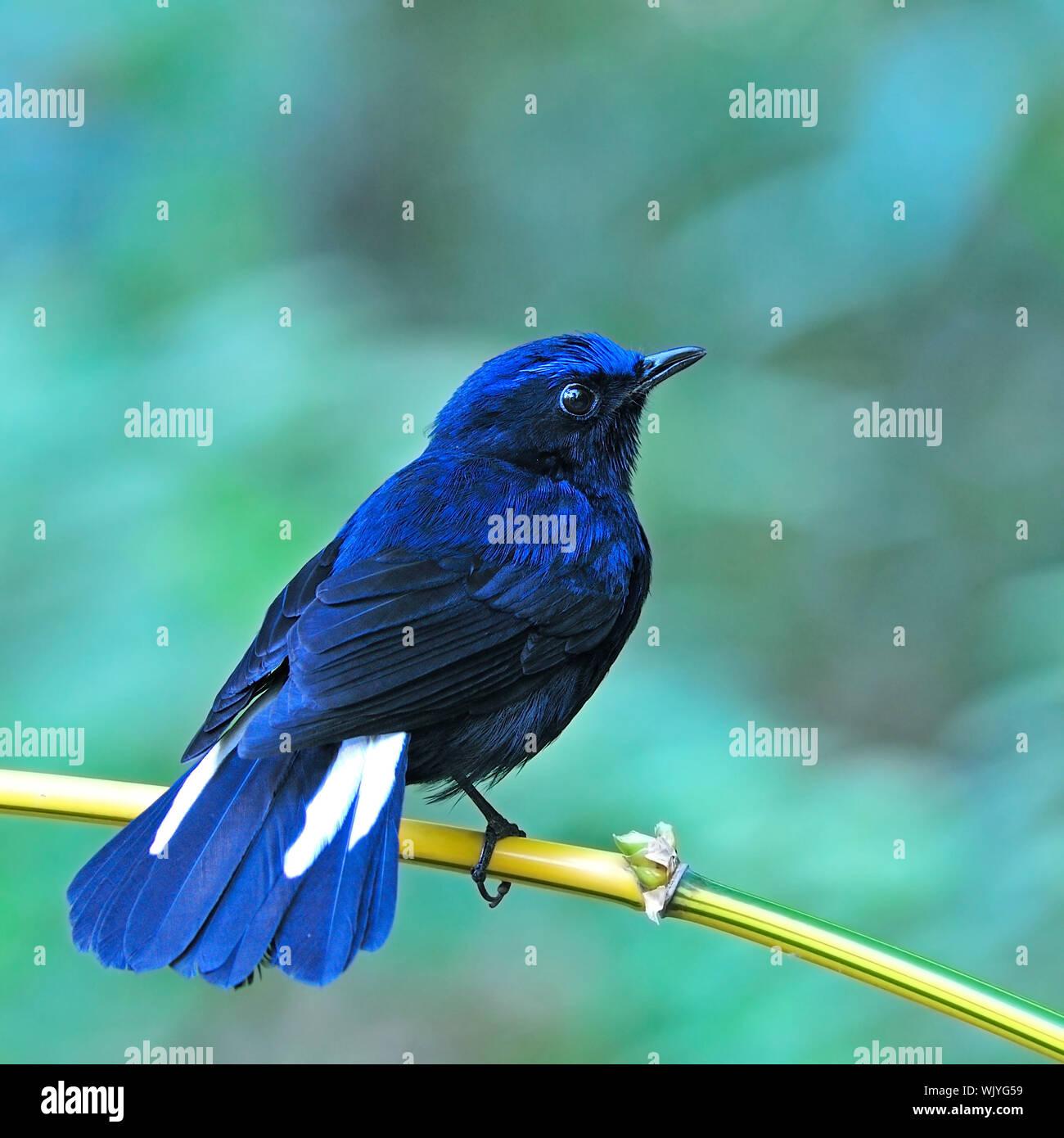 Colorful blue bird, male White-tailed Robin, standing on the bamboo branch, back profile Stock Photo